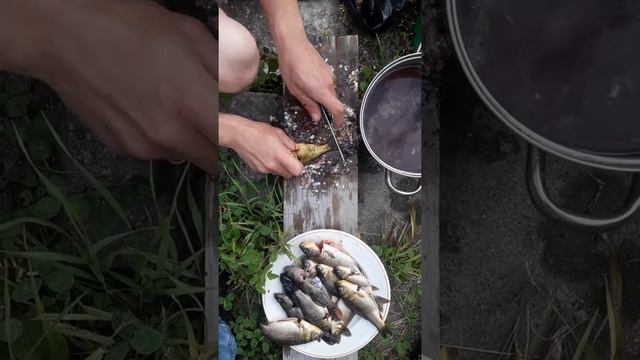 Живодёры отдыхают.