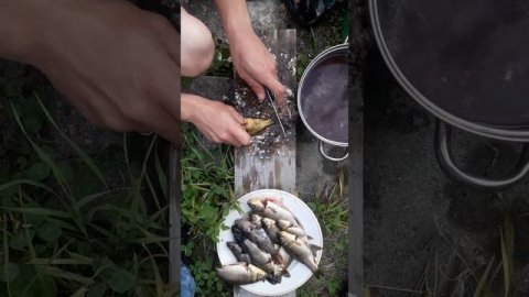 Живодёры отдыхают.