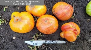 ЛУЧШИЕ ТОМАТЫ ПО ИТОГАМ 2023 ГОДА, собираю ведрами, вкусные, беспроблемные, всегда с урожаем