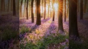 Авторская медитация Елены Диткевич на Возврат Энергии. Author's meditation on the Return of Energy✨