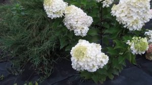 Наша коллекция карликовых метельчатых гортензий 30.08.2017г.
