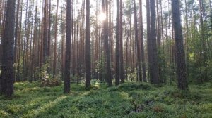 4K (Ultra HD) | Релакс видео с пением птиц в лесу - 1 час