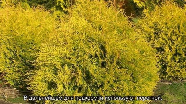 Туя Рейнголд (Rheingold) западная — описание смотреть онлайн