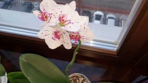 Орхидеи фа. с трипсами  и клещами. Как найти вредителей?