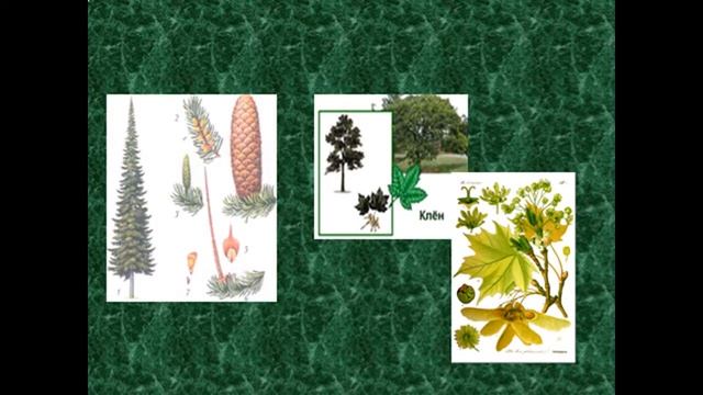 Картинки НА КАКИЕ ЦАРСТВА УЧЕНЫЕ ДЕЛЯТ