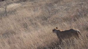 Кого увидела львица? Уединилась, коготки почистила и пошла гулять!🐆🌾🍂