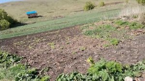 Лук на зелень, начало уборки зелёного пера на продажу