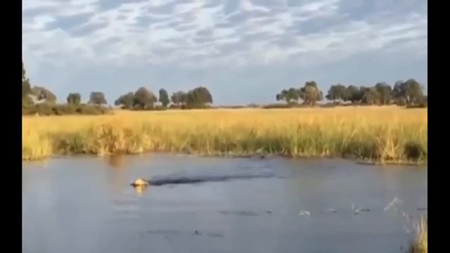 Crocodile attacks elephant, pig, impala Animal attacks Crocodile kills lion! смотреть онлайн