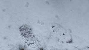 Порча на след - Самая модная .