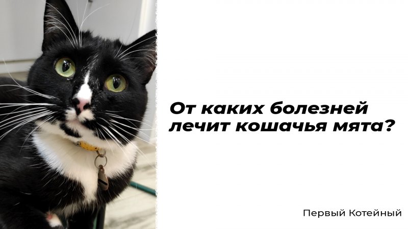 От каких болезней лечит кошачья мята? ?