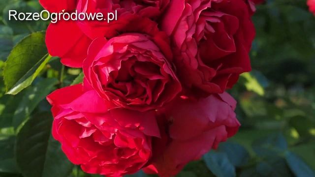 Róża pnąca 'FLORENTINA'® смотреть онлайн