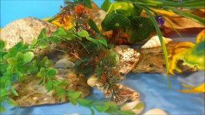 АКУЛА и ШУМНЫЕ ДИНОЗАВРЫ. Мультики про АКУЛУ. Динозавры для детей.