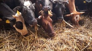 сенаж в упаковке суданская трава