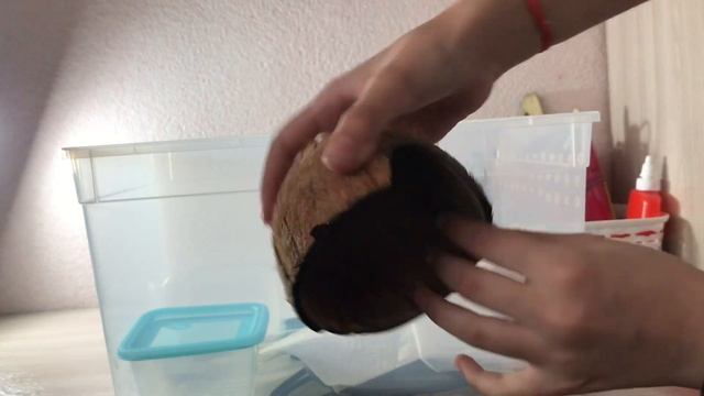 ПОКУПКА ЭУБЛЕФАРА | всё о содержание геккона смотреть онлайн