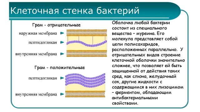 Строение бактериальной стенки