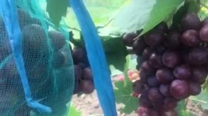 Виноград Подарок Несветая- одна из лучших гибридных форм в нашей теплице. Подмосковье, 2020г