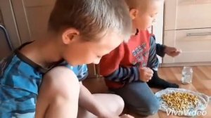 Пророщенная #кукуруза. #Сажаем кукурузу, которая проросла 16 апреля.