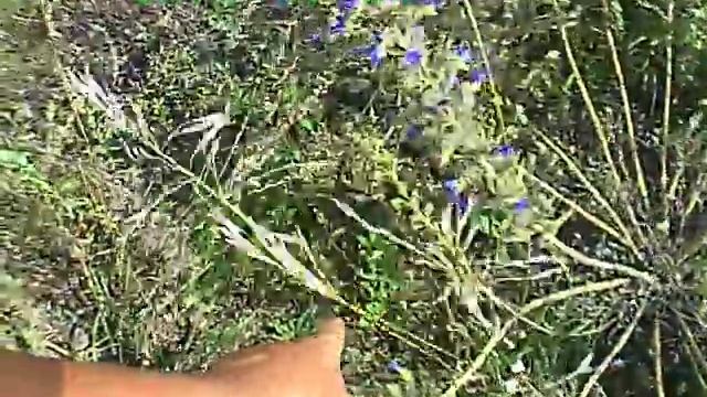 Моя пасека ( "реинкарнация" синяка (растение такое - медонос)) смотреть онлайн