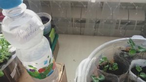 Подкормка виолы, важно сделать это сейчас!