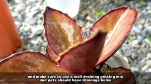 165 KALANCHOE SYNSEPALA WALKING KALANCHOE SUCCULENT CARE GUIDE || Succulent Care Tips 다육식물 多肉植物