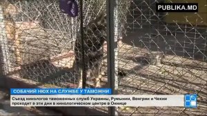 В Окнице проходит съезд кинологов таможенных служб Украины, Румынии, Венгрии и Чехии