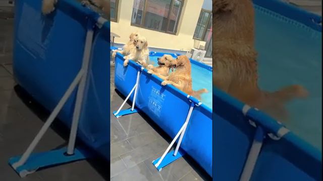 #Short #Dog #Best Dog's Life | Удивительная собака 2021 | Готовка собак 2021 | Умная собака 2021