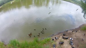 Утка защищает утят.