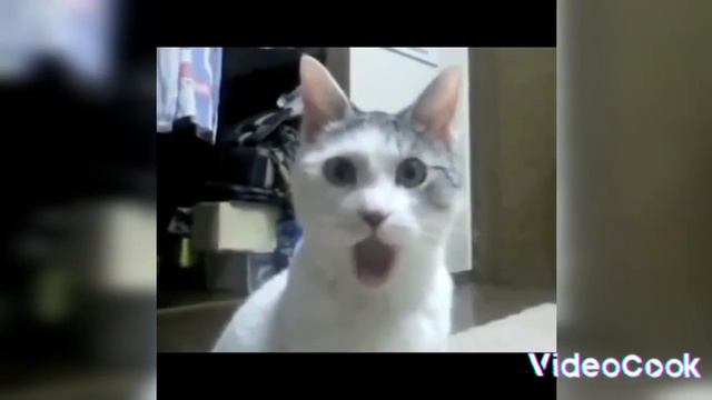 это моё видео пожалуйста давайте активность добьём 40 подписчиков смотреть онлайн