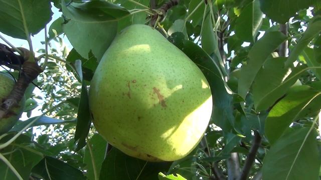 Груша "Маргарита Марилья".
