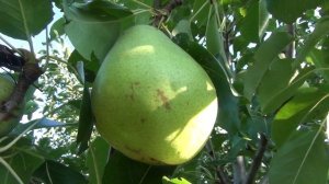 Груша "Маргарита Марилья".