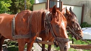 Самобытное ЗАКАРПАТЬЕ 🏡 Прогулка в горы🌄 По вечерним улочкам Карпат