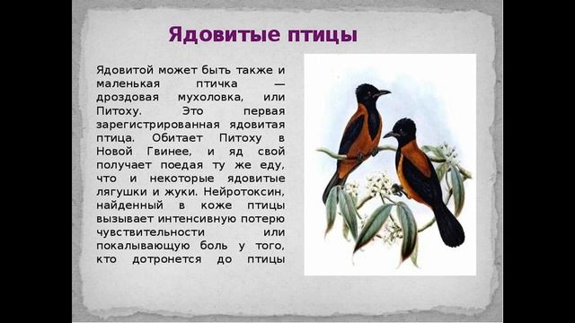 ЯДОВИТЫЕ ПТИЦЫ планеты "ЗЕМЛЯ" смотреть онлайн