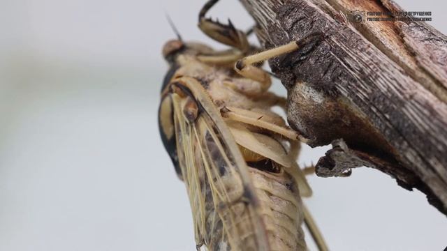 [ Звуки природы, АСМР ] Пение цикады цикадатры. Оркестр насекомых в траве. // Clever Cricket