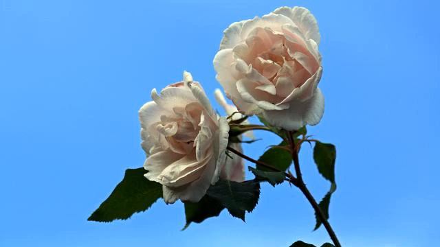 Топ самых хороших русских песен для сна 2015 смотреть онлайн