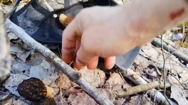 Сморчки Беларуси
