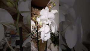 фаленопсис ледяной шепот