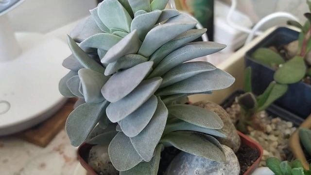 Кактусы и суккуленты.Цветение Neoporteria,обзор коллекции..