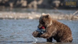 Медвежонок просил рыбу у рыбака и относил её своей раненой матери