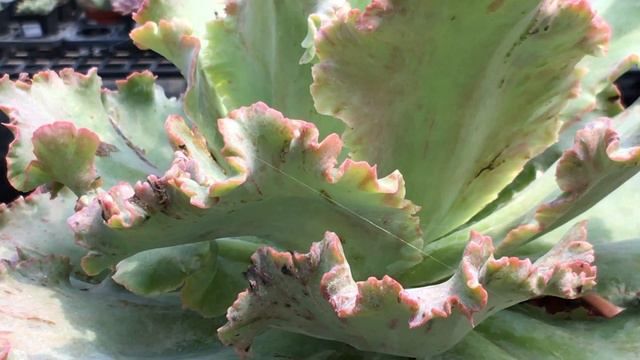 Echeveria 'Chantilly' 多肉植物圖鑑 奶油糖霜 смотреть онлайн