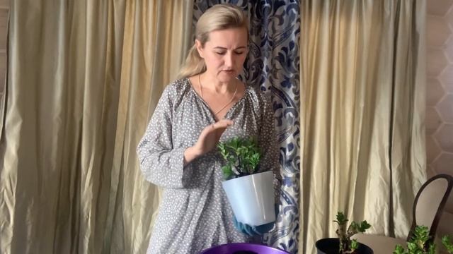 Пересадка полуфабрикатов крупнолистной гортензии ?#гортензиякрупнолистная
