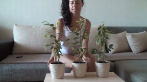Фикус куст. Формирование формы кроны Бенджамина Кинки