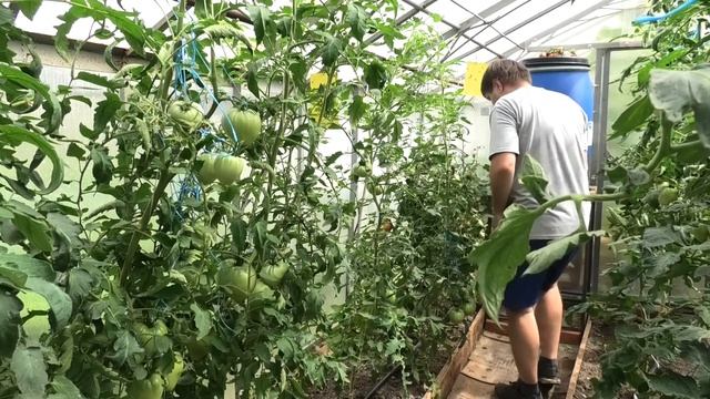 Схема расположения грядок в теплице. Вегетация томатов на Вятке '20 #9 от 24 июля смотреть онлайн