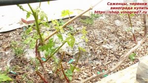 Прививка винограда- перепрививка взрослого куста винограда с подмерзшей древисиной. Пузенко Н.Л.