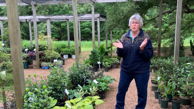 Shade Plants Blue Moon Gardens Episode 4 смотреть онлайн