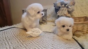 www.malteseclub.ru ЩЕНКИ МАЛЬТЕЗЕ (мини) -Олимпус и Оникс Грейс