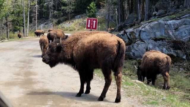 САМЫЙ МИМИШНЫЙ ПАРК в Канаде ? Сафари Omega Parc ?? ВЛОГ Жизнь в Канаде | Торонто |  Монреаль