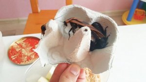 Убежал таракан!!! Они шипят?!! Мои кубинские и мадагаскарские тараканы! В Тик-Токе такого нет.