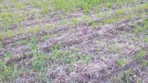 яровой ячмень no till