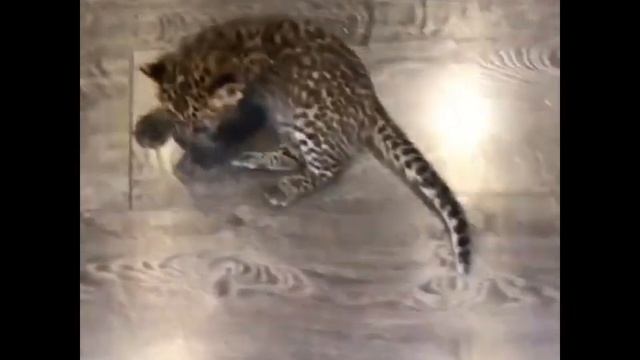 Детёныши гепардов смотреть онлайн