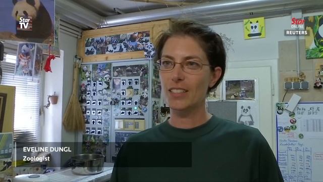 A painting panda in Vienna Zoo смотреть онлайн